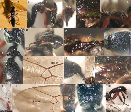 Virgichneumon albosignatus